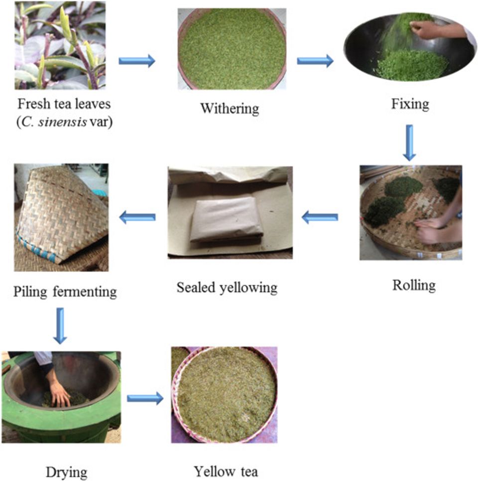 yellow tea process removes the sharpness