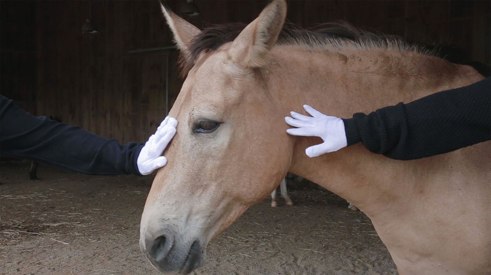 A brown big-eyed donkey is being sensually caressed by two white gloved hands in a barn.