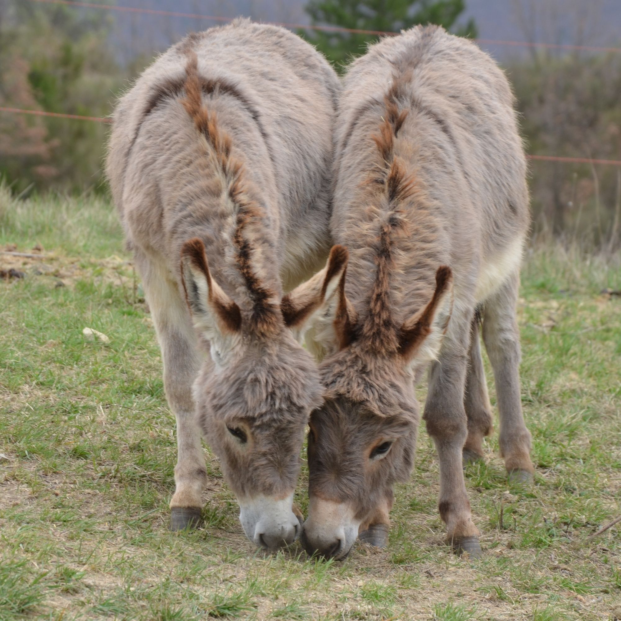 Two donkeys, side by side leaned over grazing. Their faces are touching, making it seem as if they are reaching for the same blade of grass. Behind them a blurry background of a grey countryside.