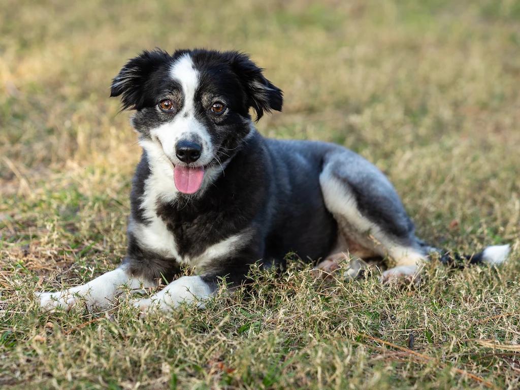 Barnaby in a field of grass