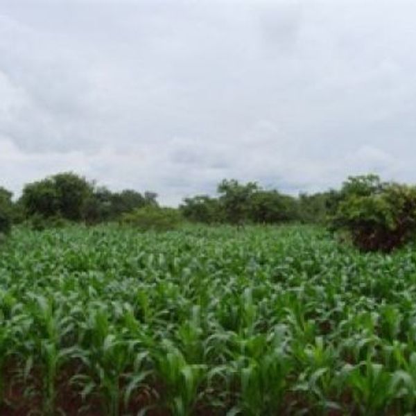 Plant an orphan maize garden