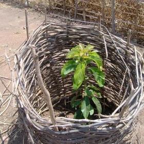 Plant 20 trees
