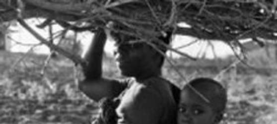 Reforestation