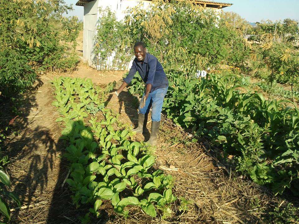 Permaculture beds