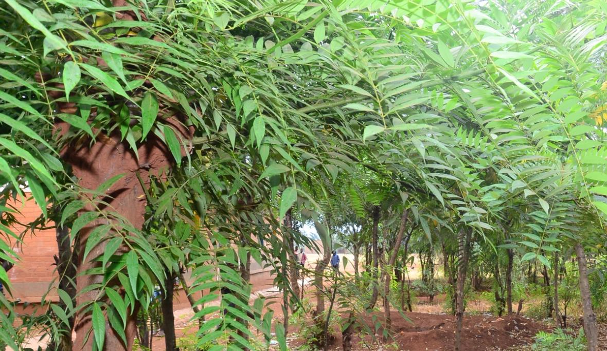 Acacia trees growing around M'Bang'Ombe school