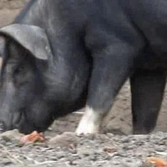 Buy a pig