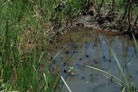 A typical water source in our area in Malawi