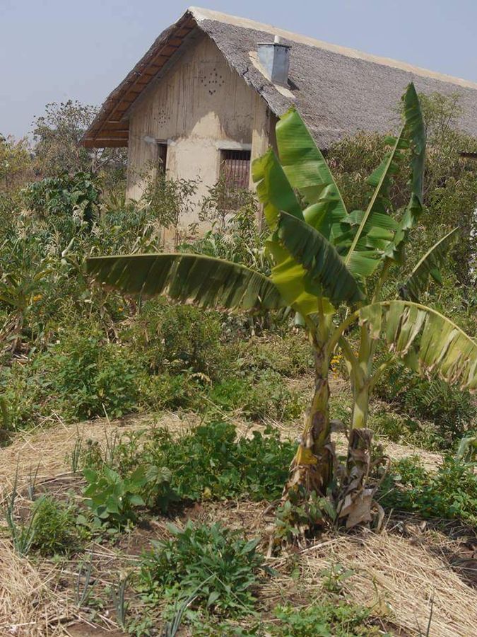 Banana tree in the permaculture beds