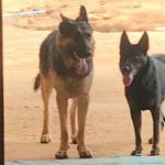 Kazula and Sheba