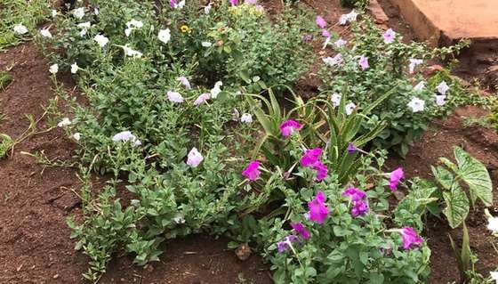 Planting around the office
