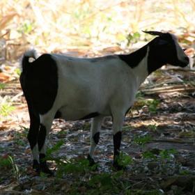 Buy a goat
