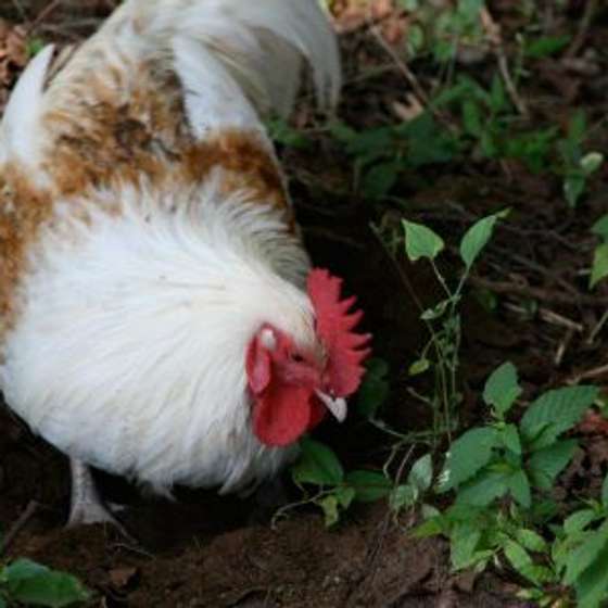 Buy a chicken
