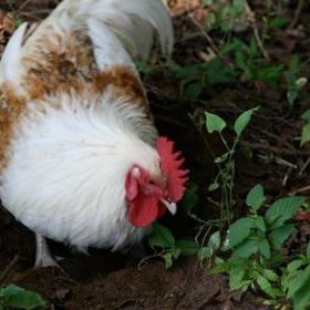 Buy a chicken