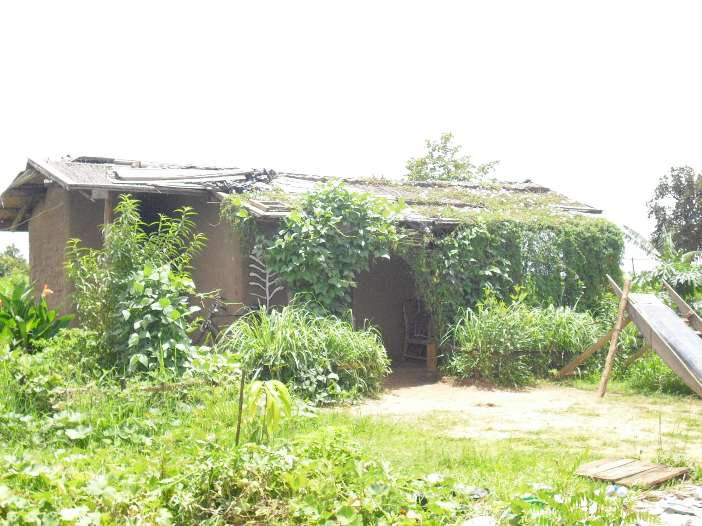 Guardshouse – covered in Morning Glory!