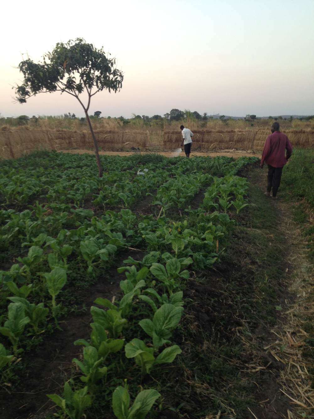 HIV+ support vegetable garden