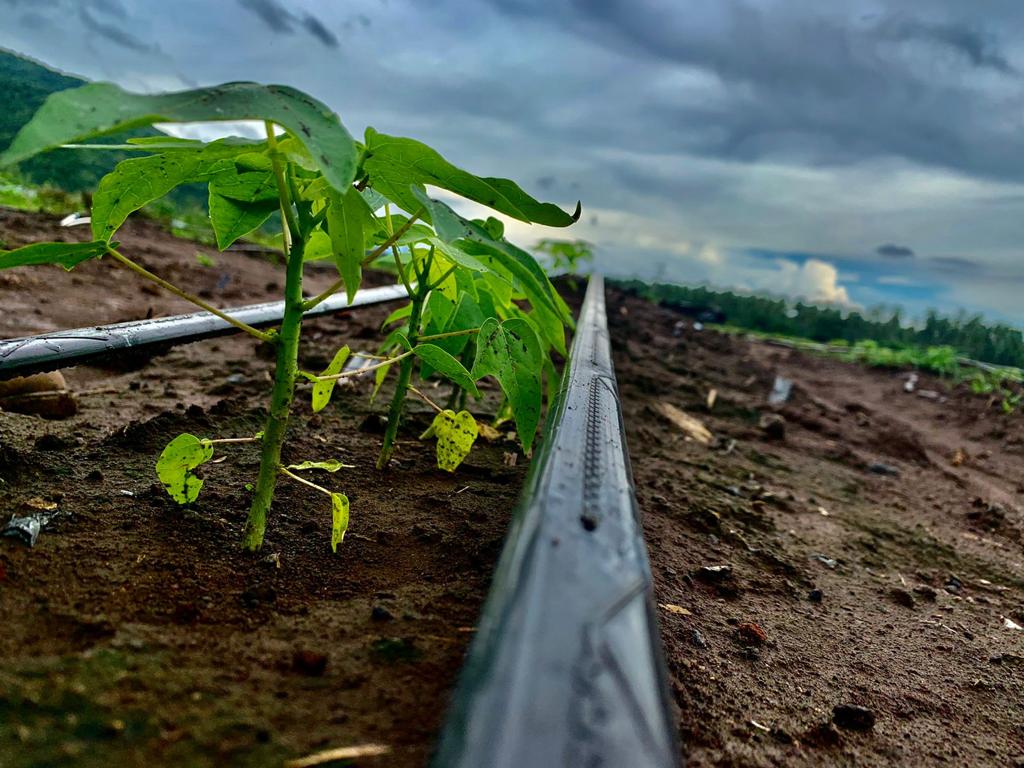 American Papayas App