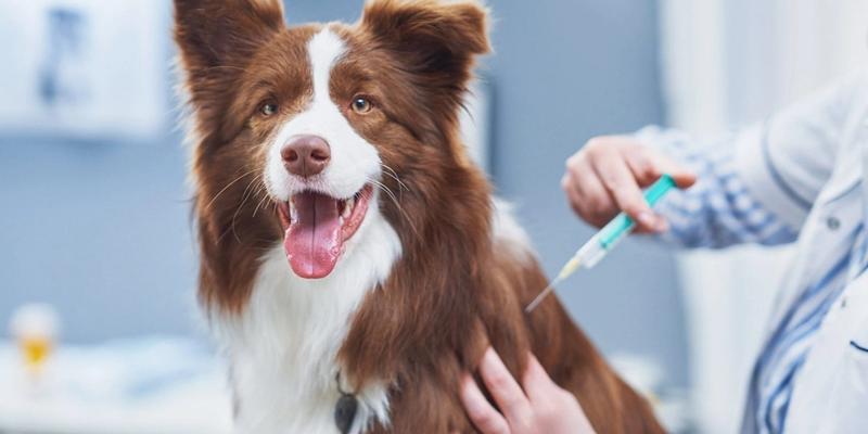 Perro siendo vacunado por veterinario