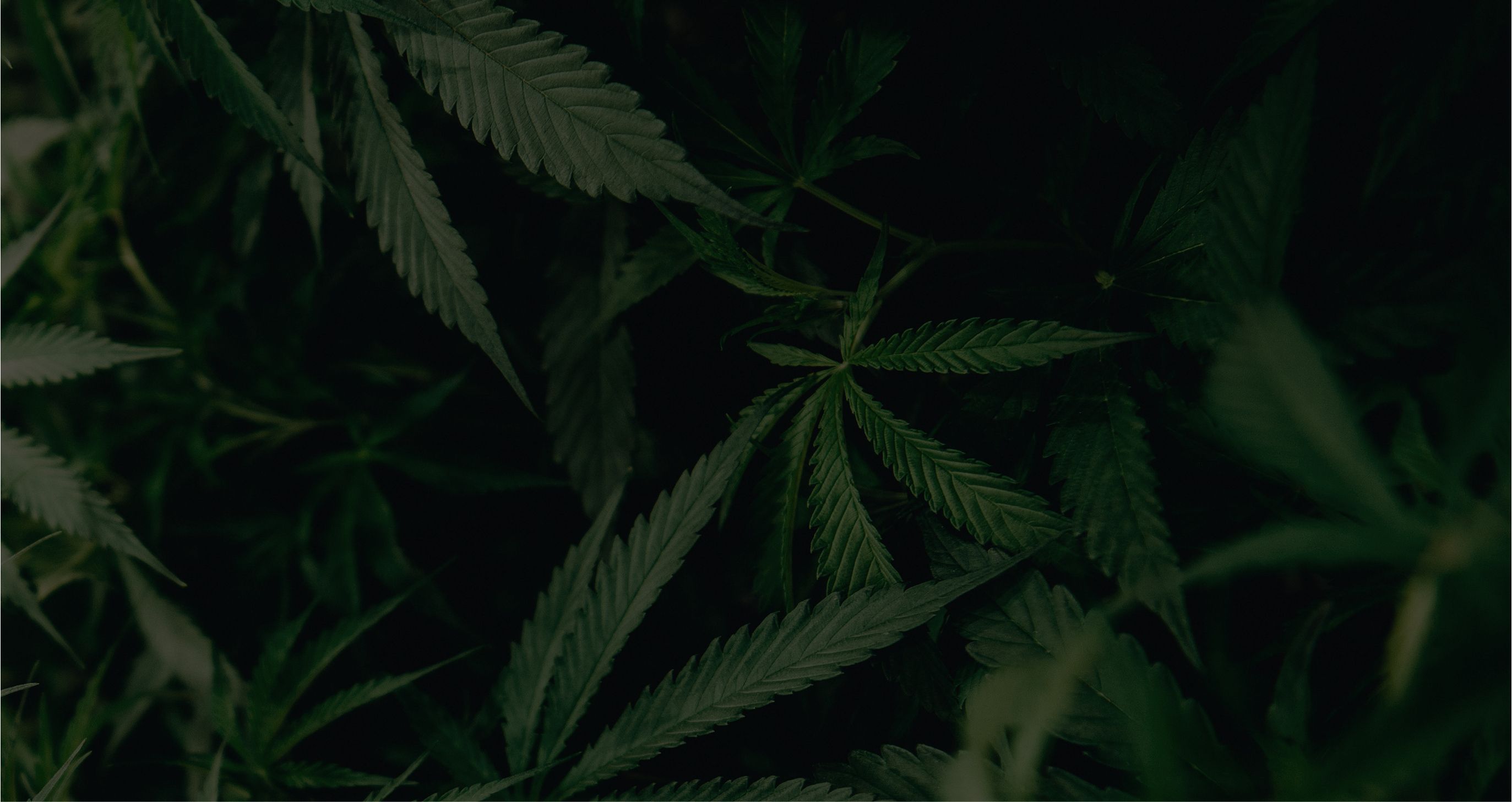 Background of cannabis leaves