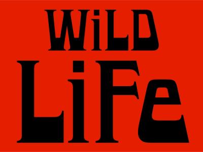 © Diorama Type Partners 2025