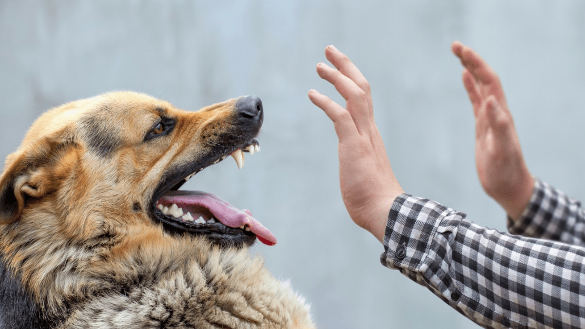 german-shepherd-about-to-attack