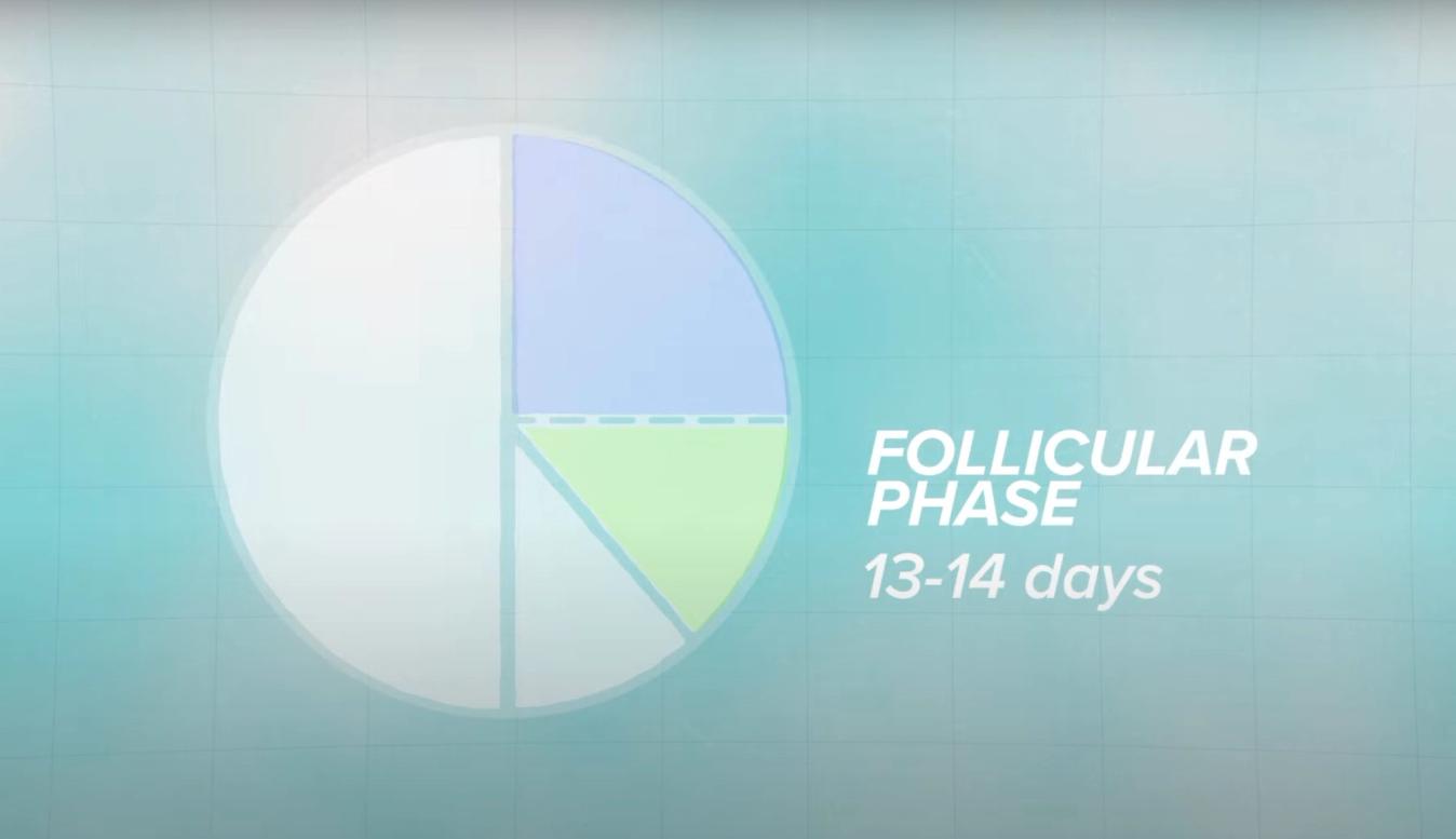The follicular phase is the second phase lasting 13-14 days on average 