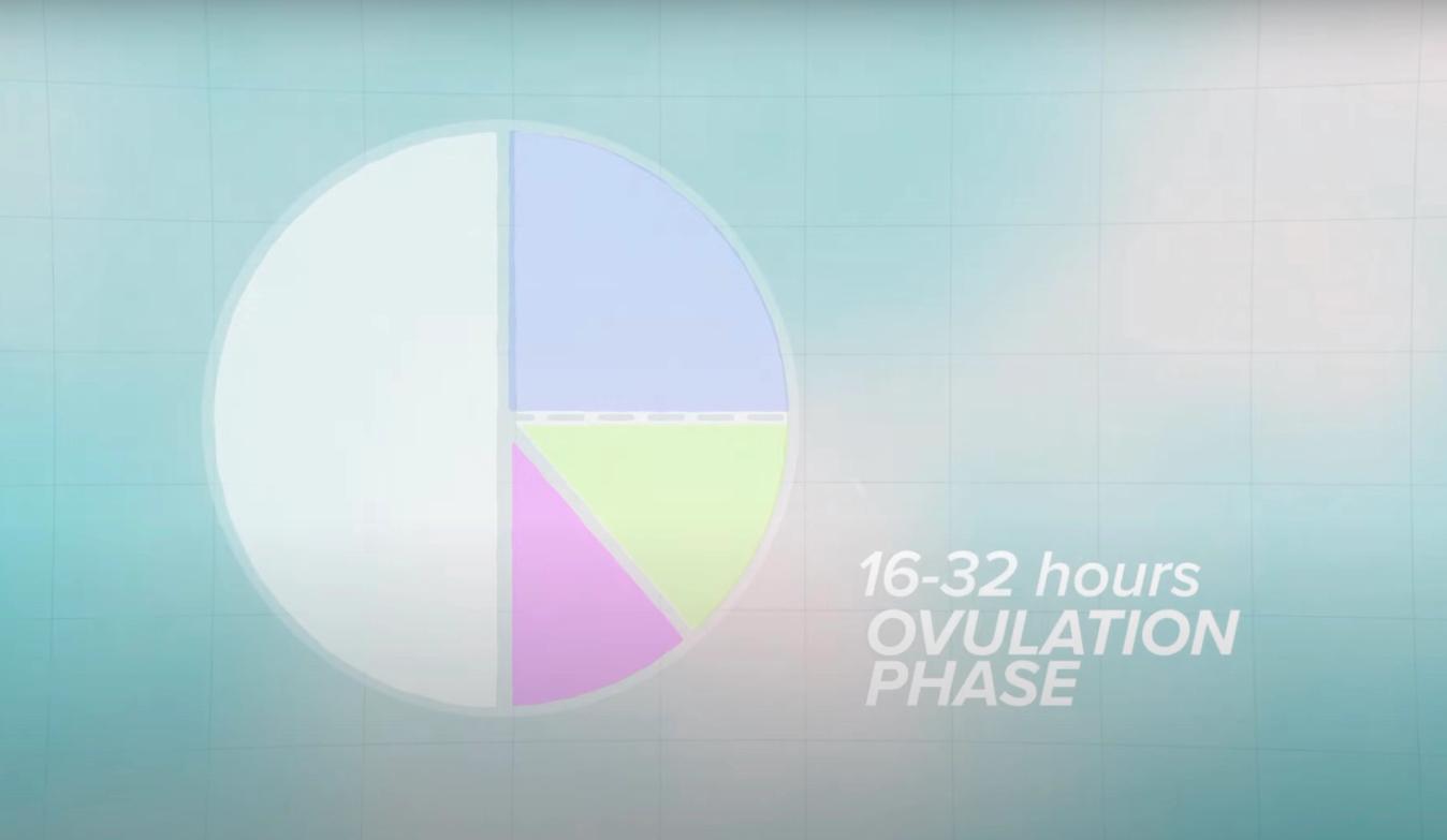 Ovulation only lasts around one day, it can be accompanied with a rise in body temperature