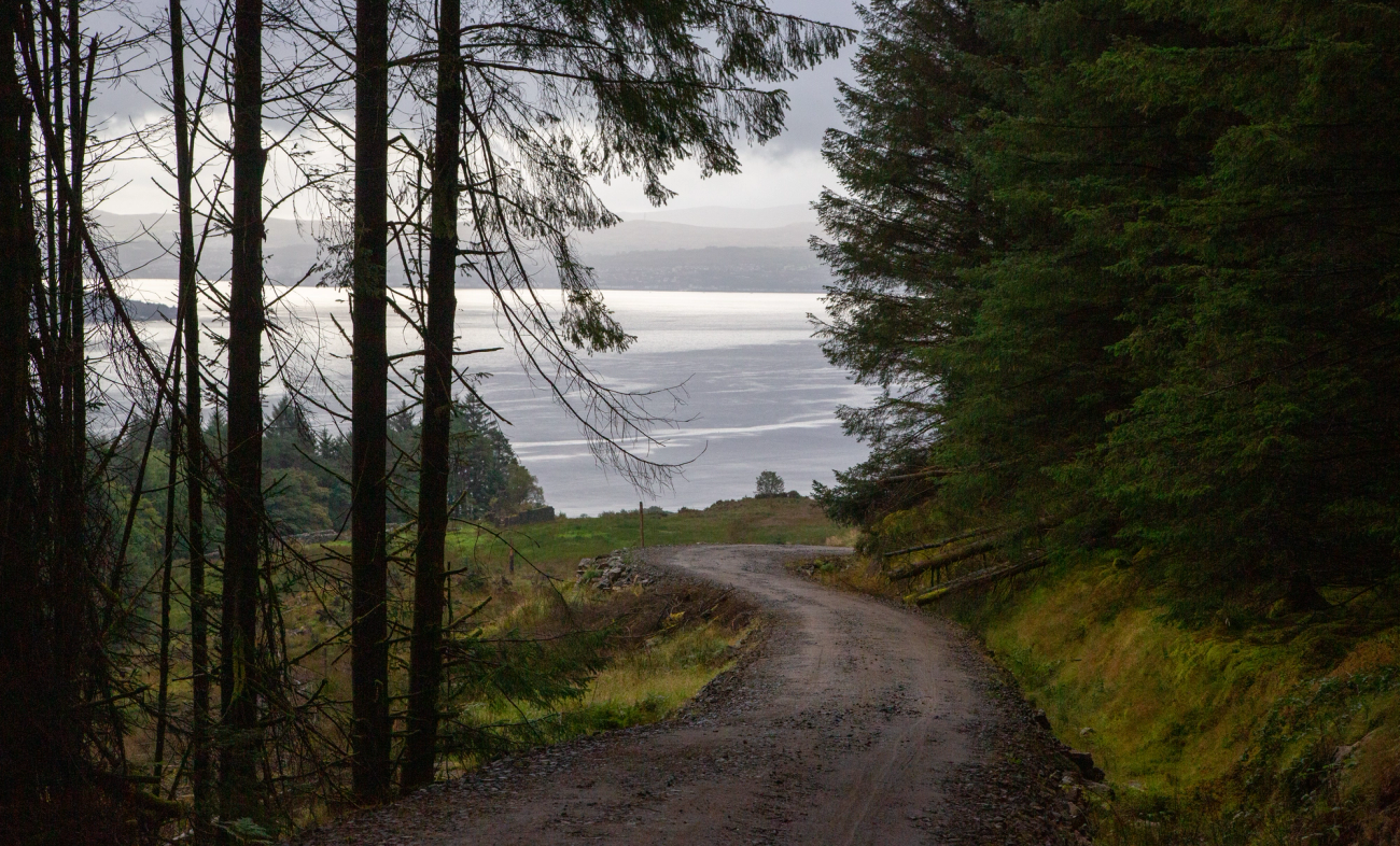 Scotland's forest access roads are built for heavy machinery, and are great on a gravel bike