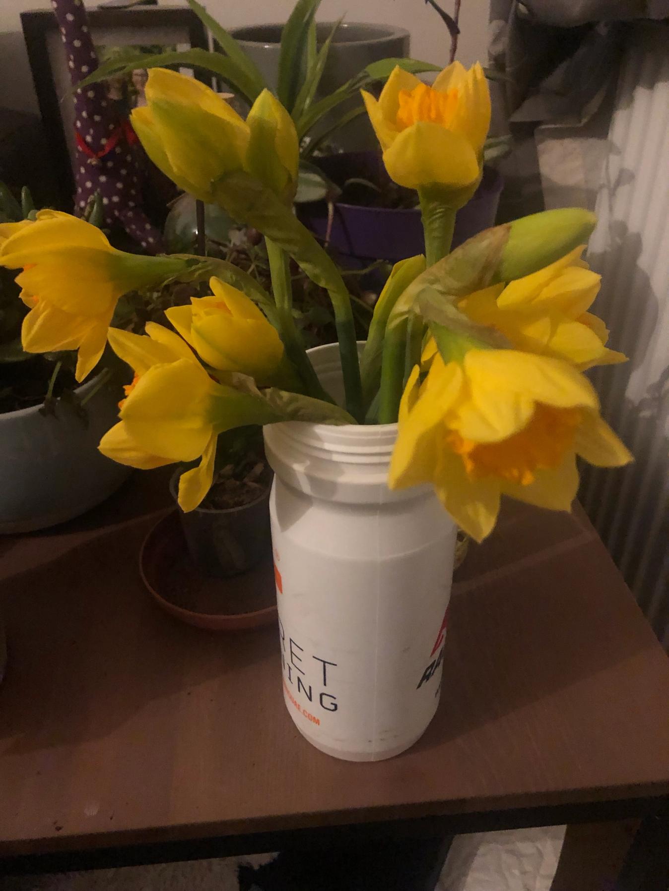 a bunch of daffodils in an old bidon