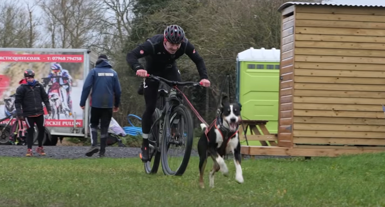 Dogs are best on a lead, and you can even cycle along, in what's known as bikejoring