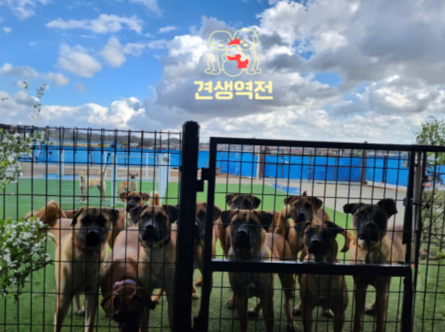 브라운 입양센터