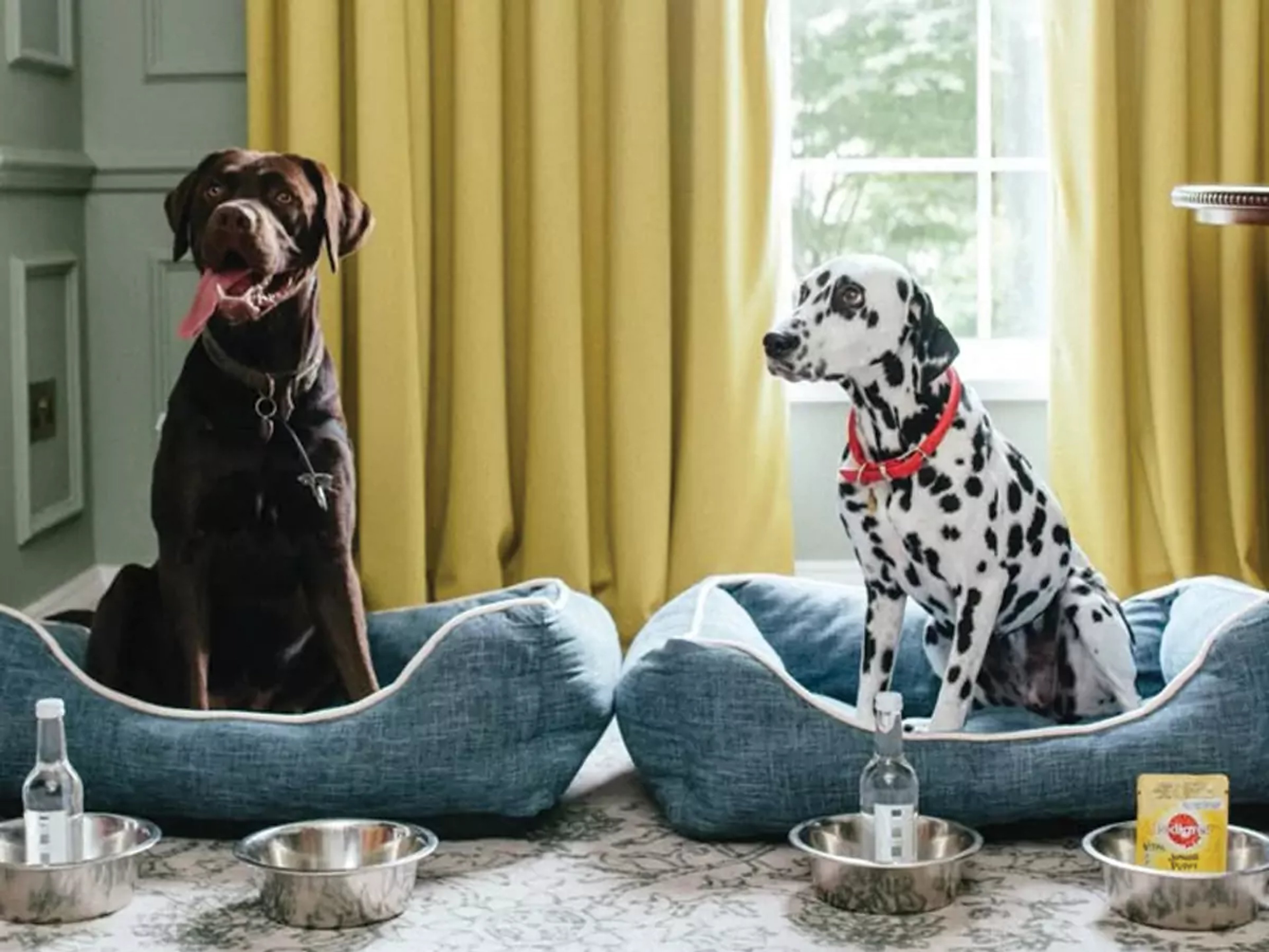 Two dogs comfortably resting in their beds, positioned in front of a window, highlighting pet-friendly home renovation considerations.