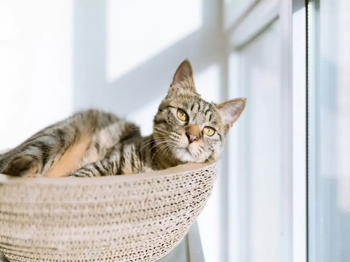A relaxed cat lying in a basket on a window sill, emphasizing the importance of pet-friendly renovations.