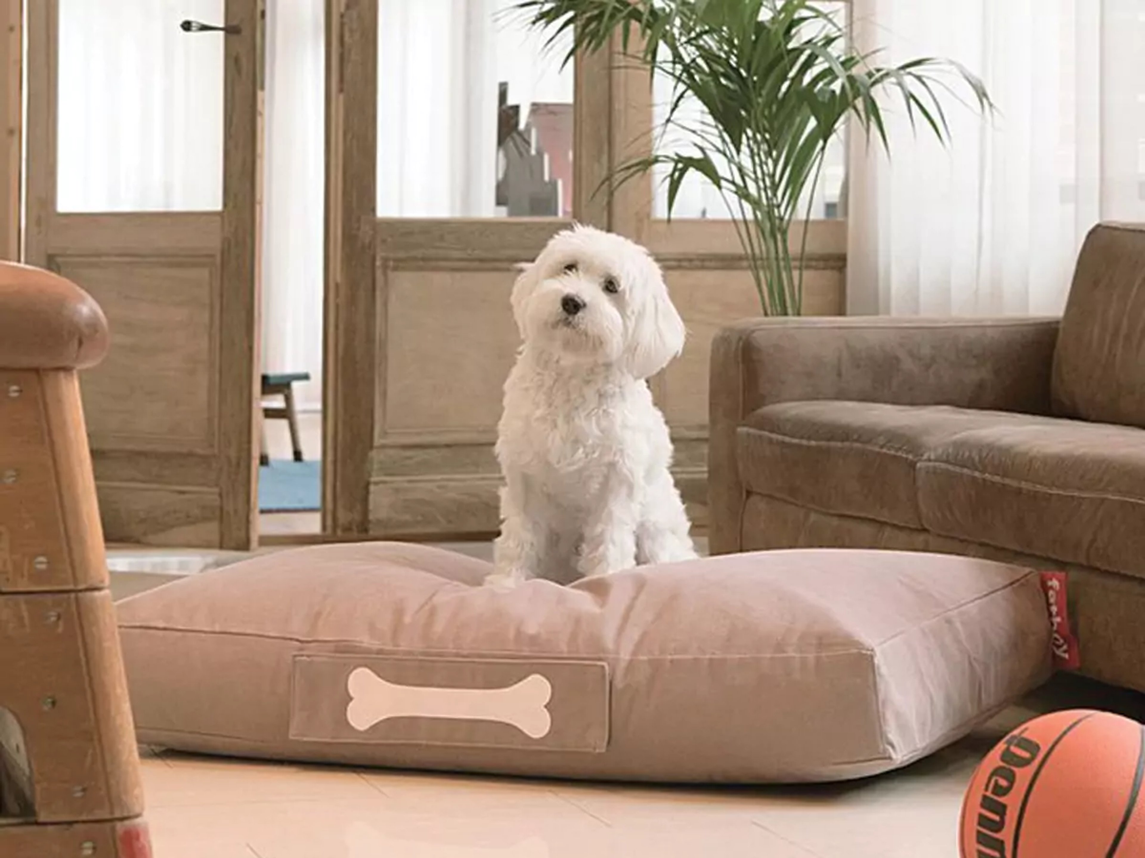 A white dog resting on a cozy dog bed in a living room, highlighting pet-friendly home renovation considerations.