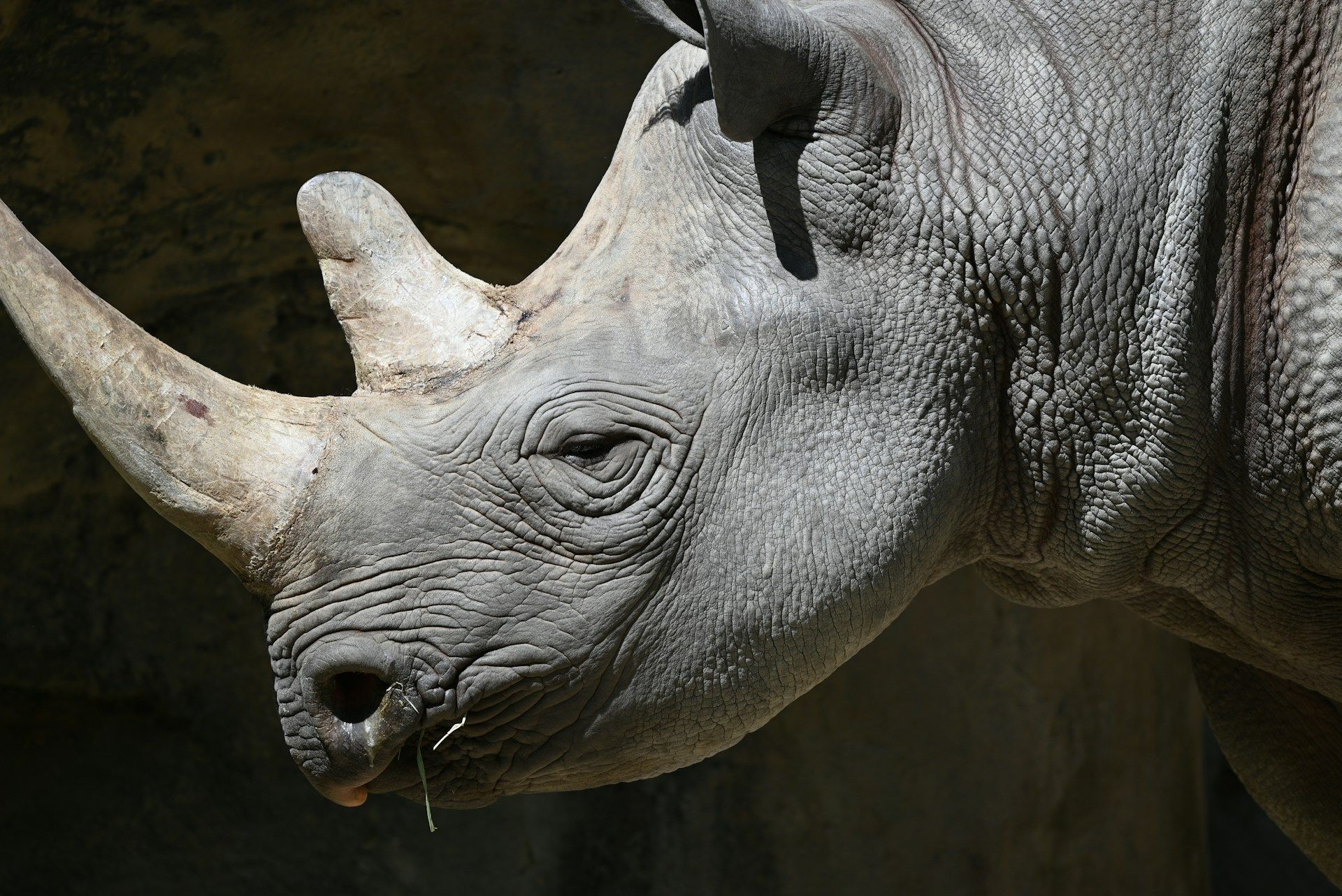White Rhino