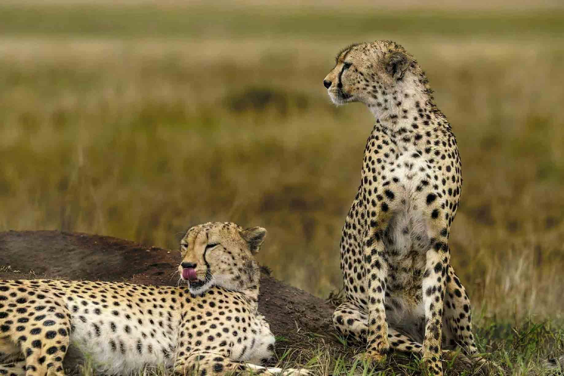 Cheetah