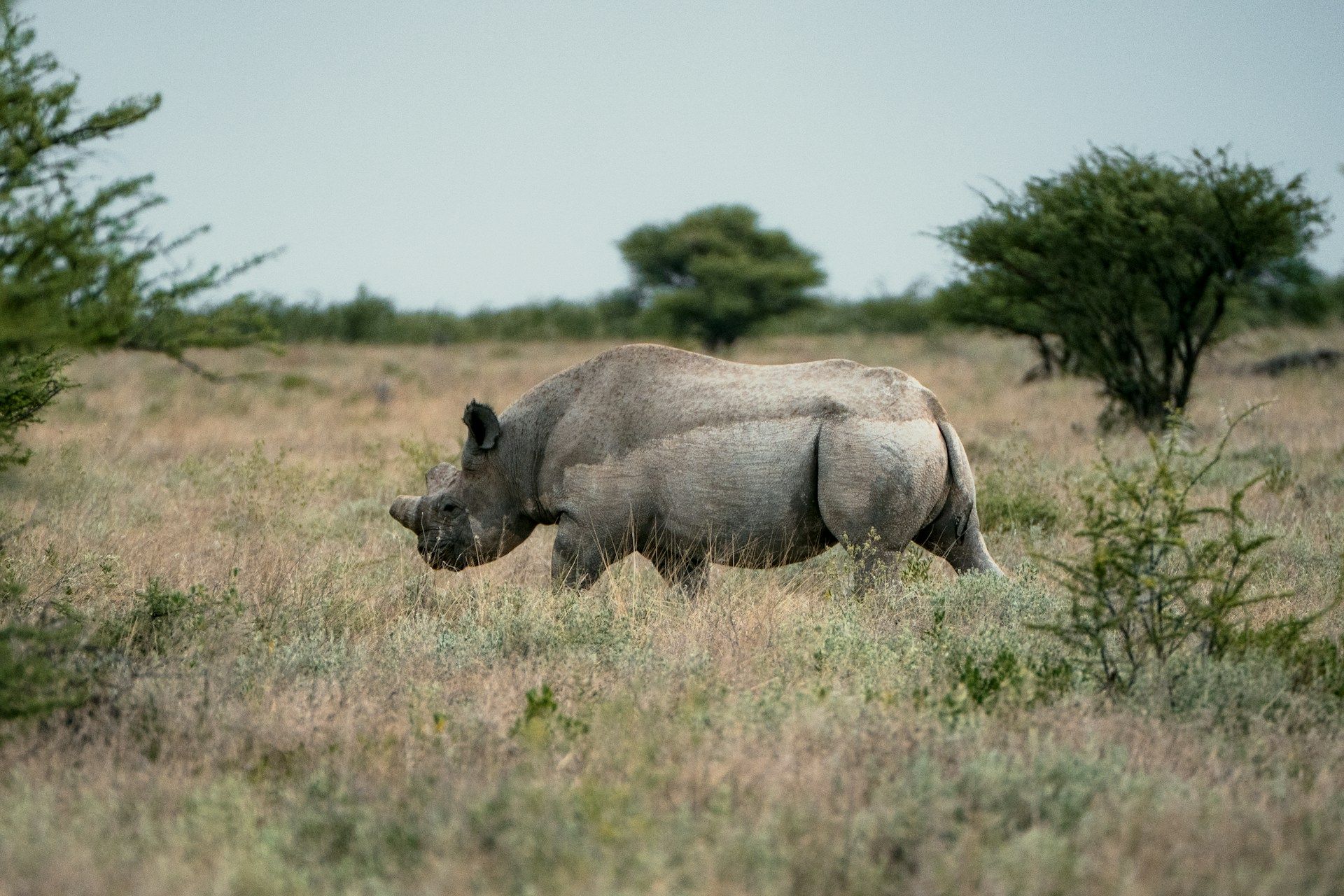 Black Rhino