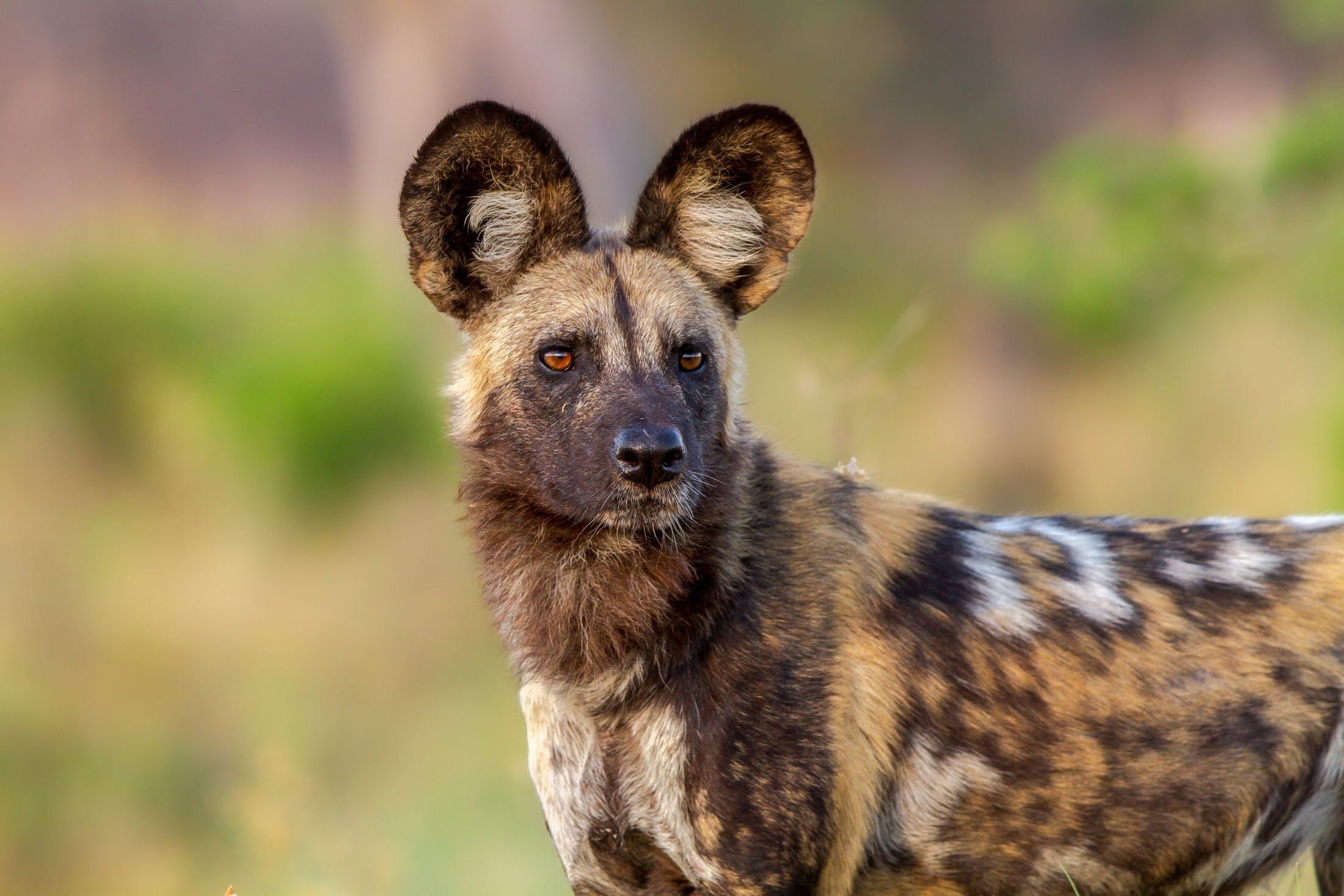 Wild Dog