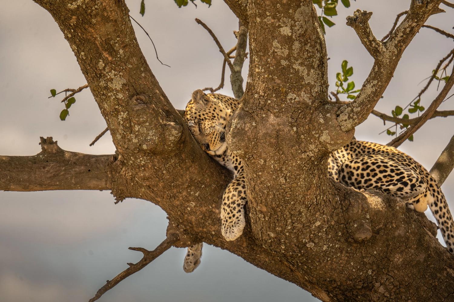 Leopard