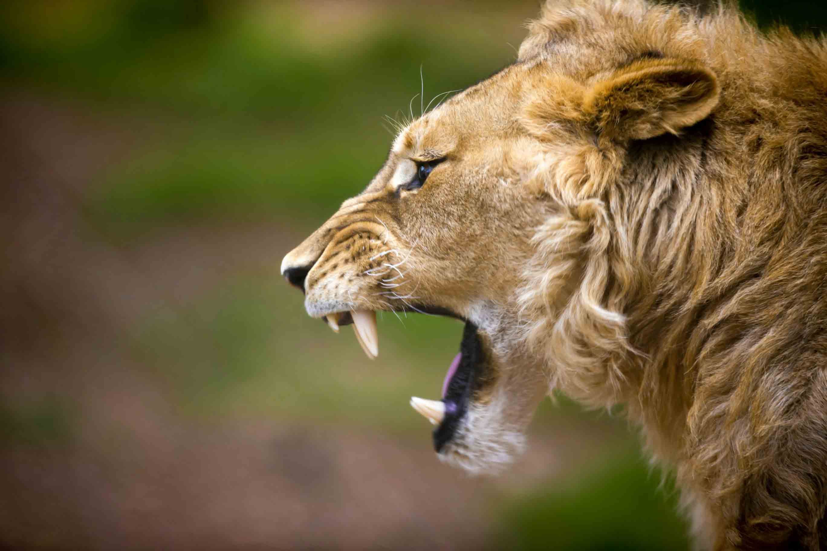 Lion