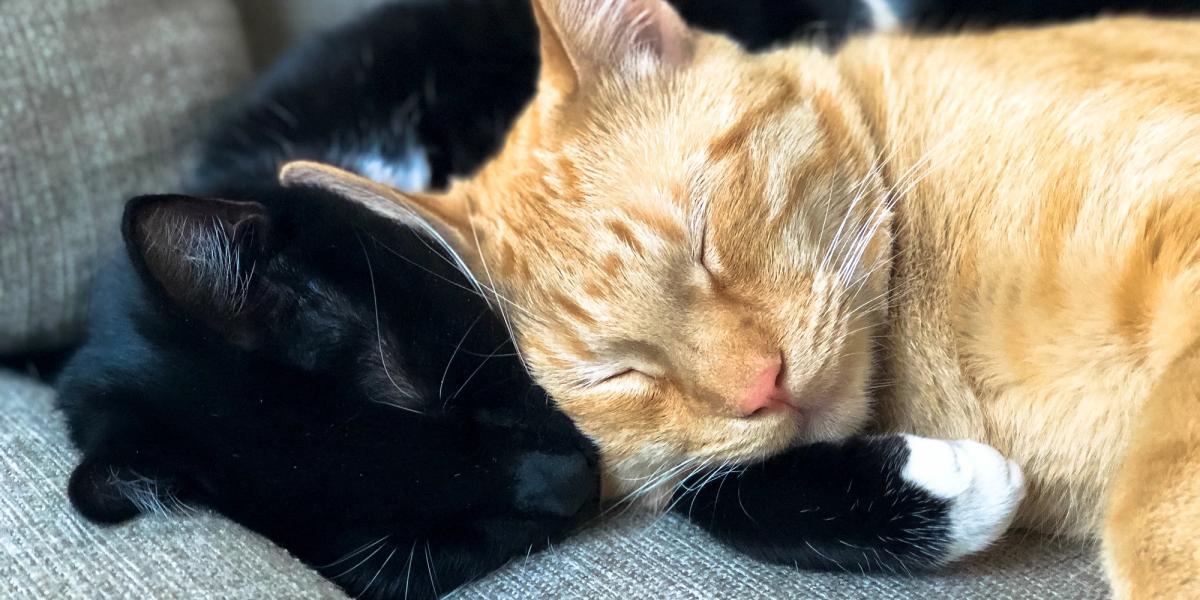 Love in all its magical ways