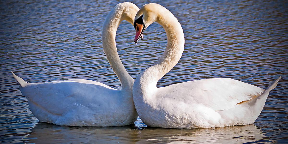 真愛 True Love