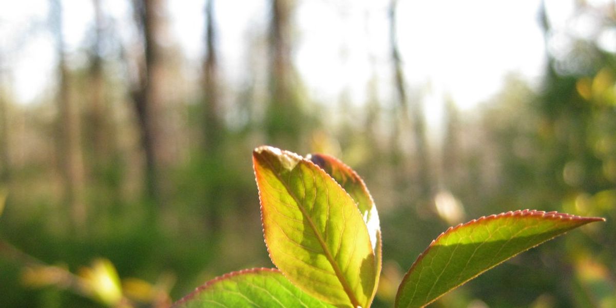 The joy of self-growth
