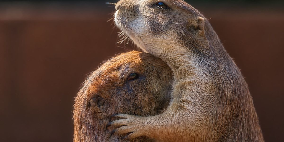 Warmth and tenderness
