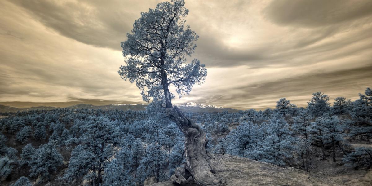 Alacrity and the meaning of life