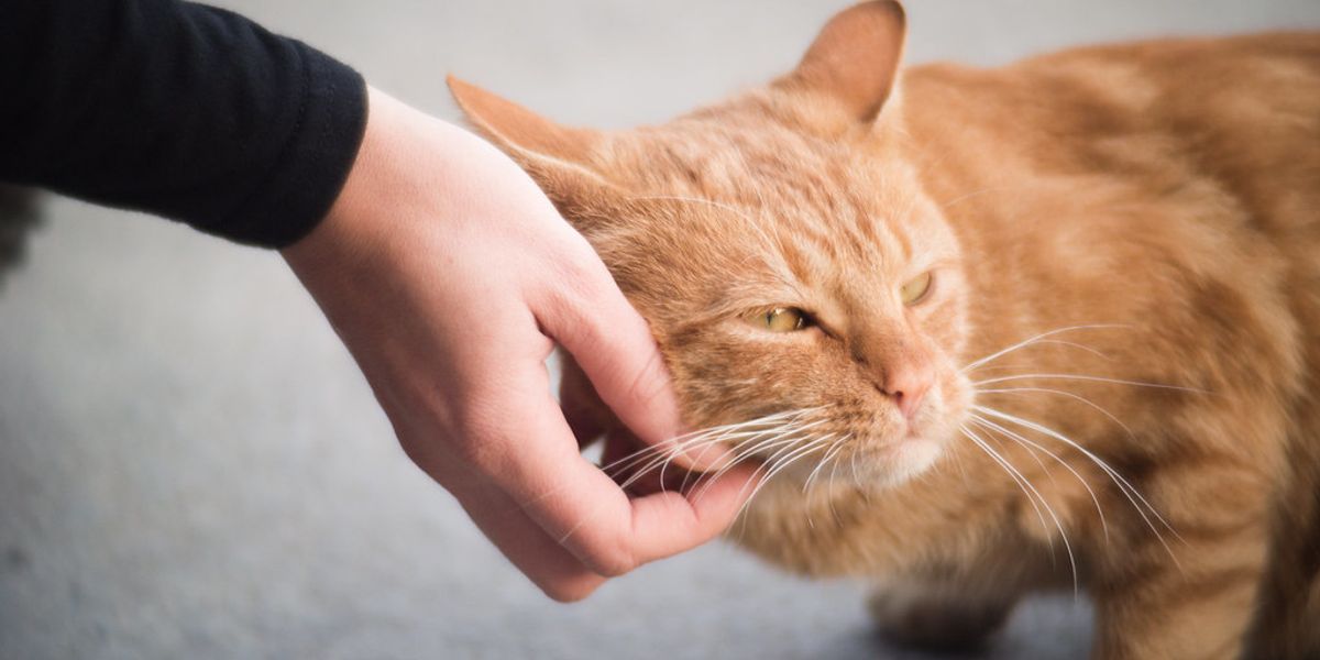 We love our pets