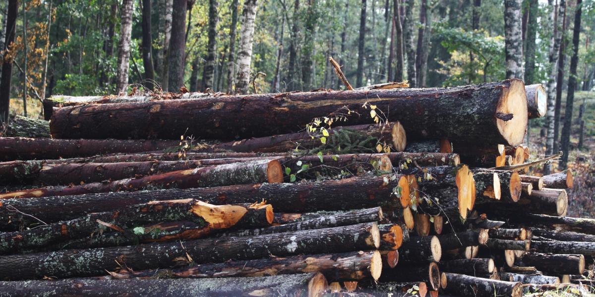 伐木 Logging