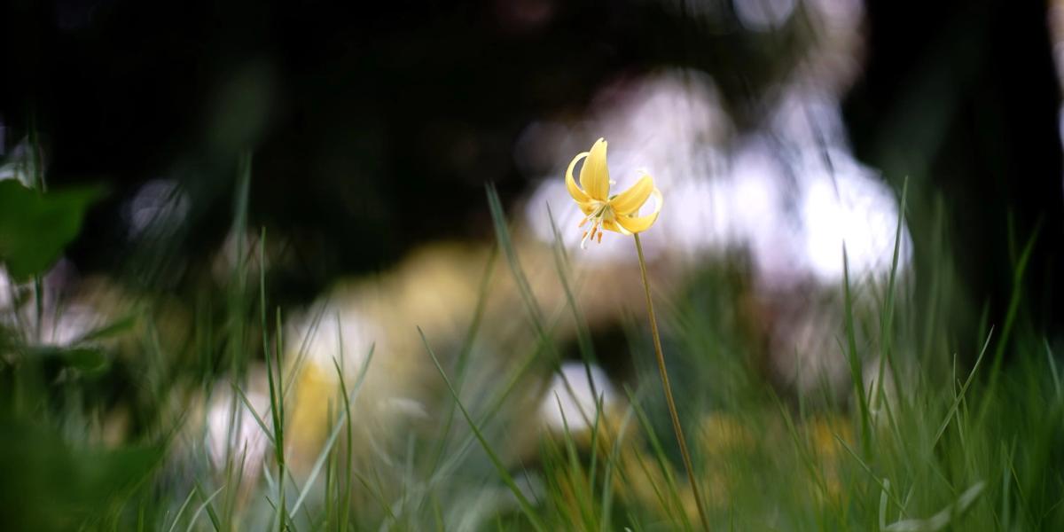 Life is ephemeral: or is it?