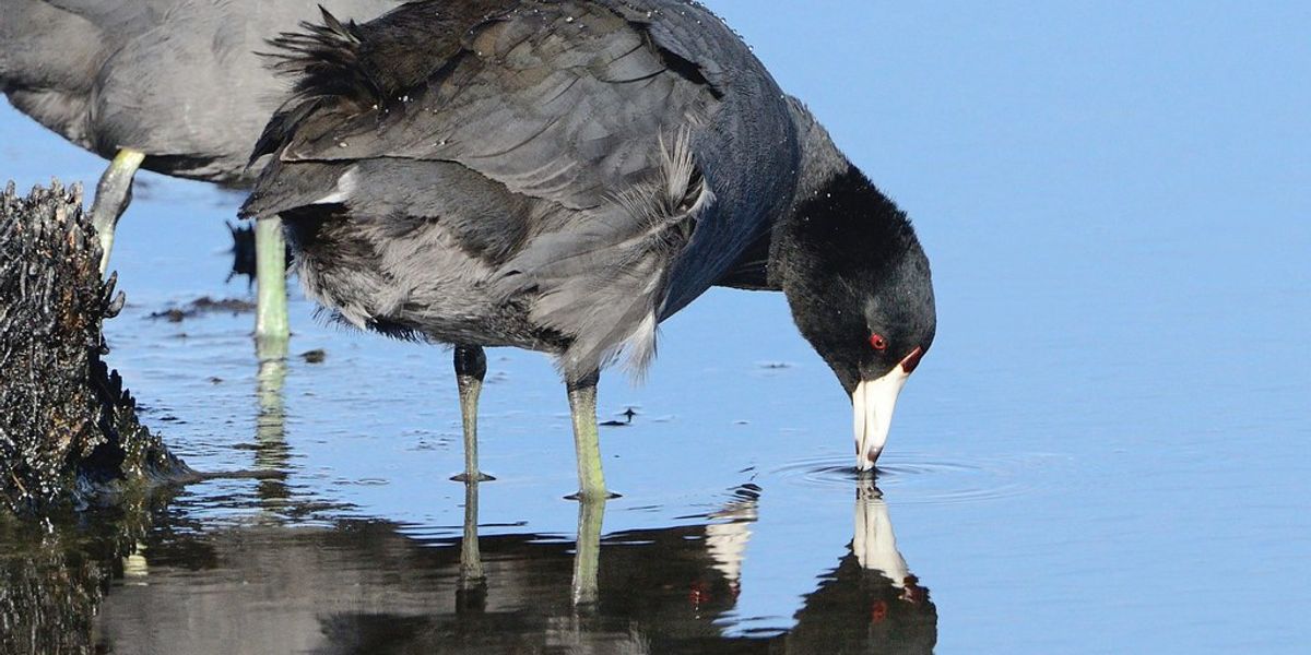 Self-reflection