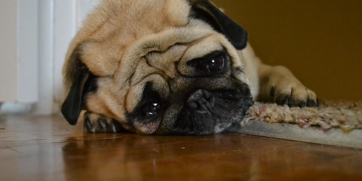 Why are you so sad?