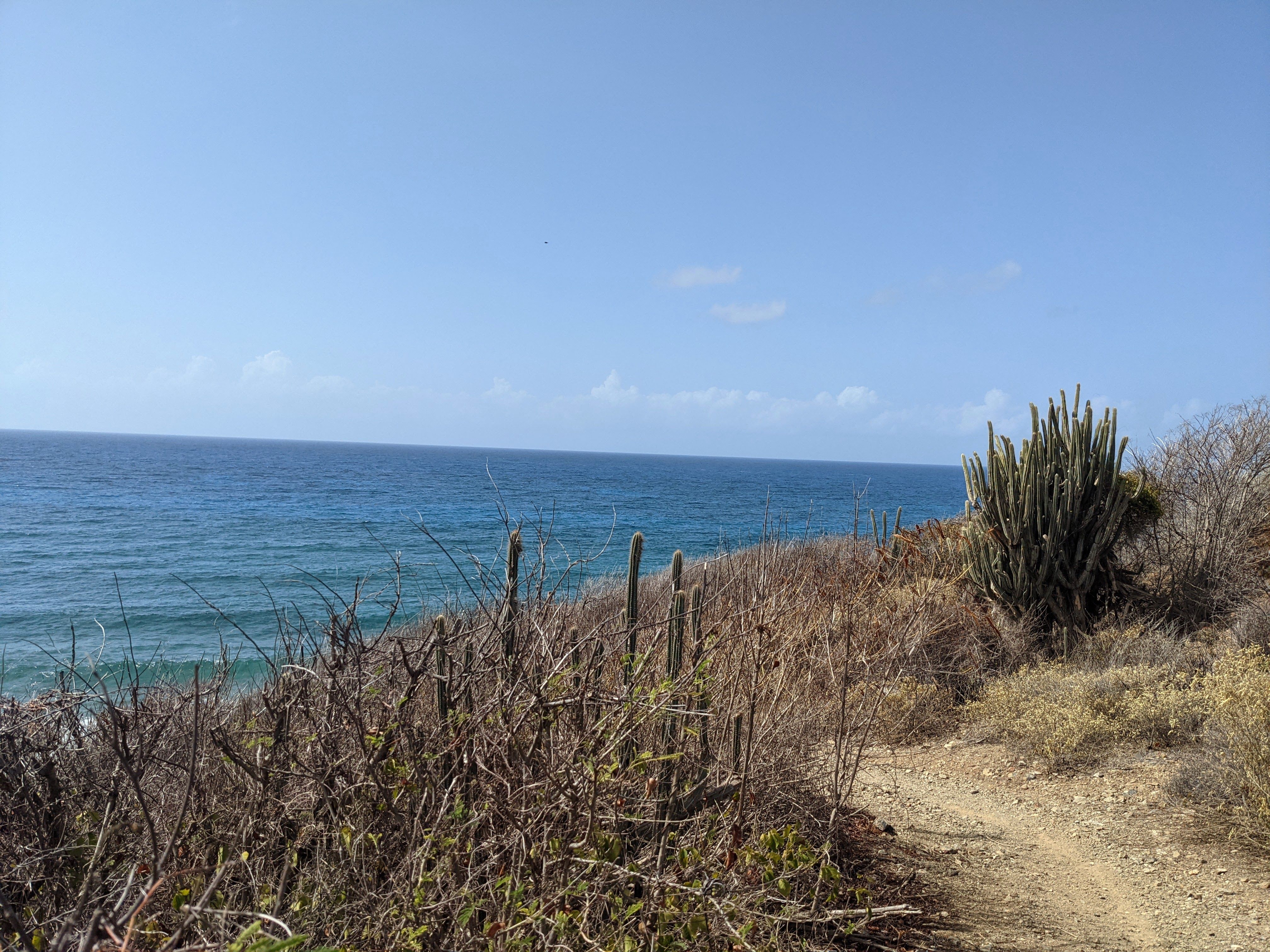 A cliff with a cactus which overlooks the Atlantic ocean from somewhere in St. Croix.